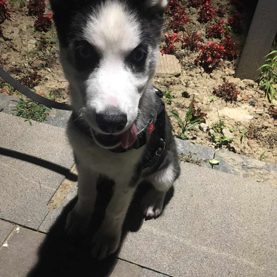 四个多月大的哈士奇,平时也在吃钙片,可是就是