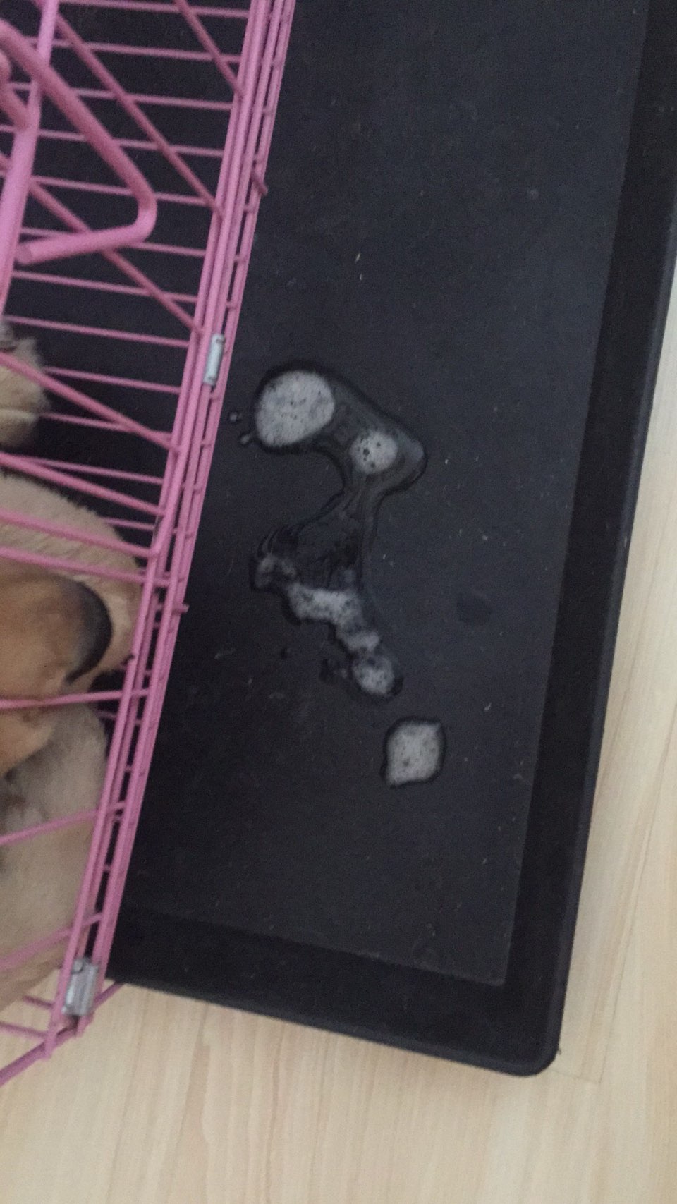 家布布三个月大金毛、昨晚干呕肚子一抽一抽的