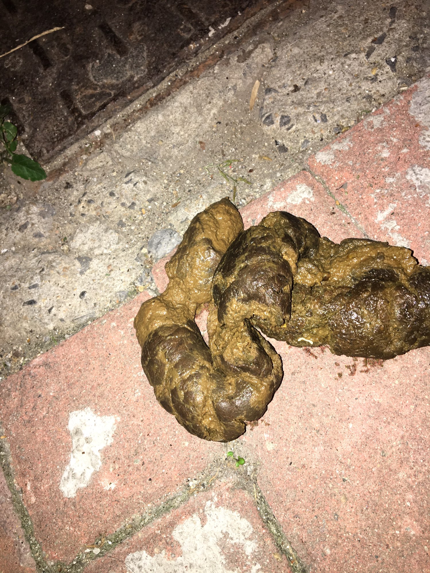 9月上旬吃过尼可信和犬心保了。金毛狗狗便便