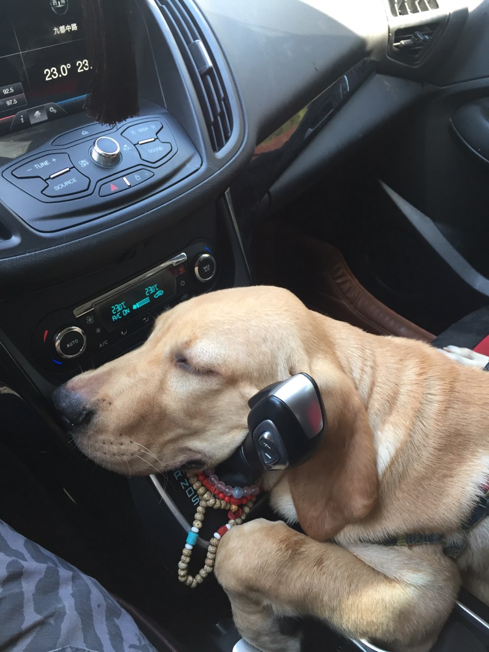 四个半月的拉布拉多可以吃成年狗粮吗?|-波奇