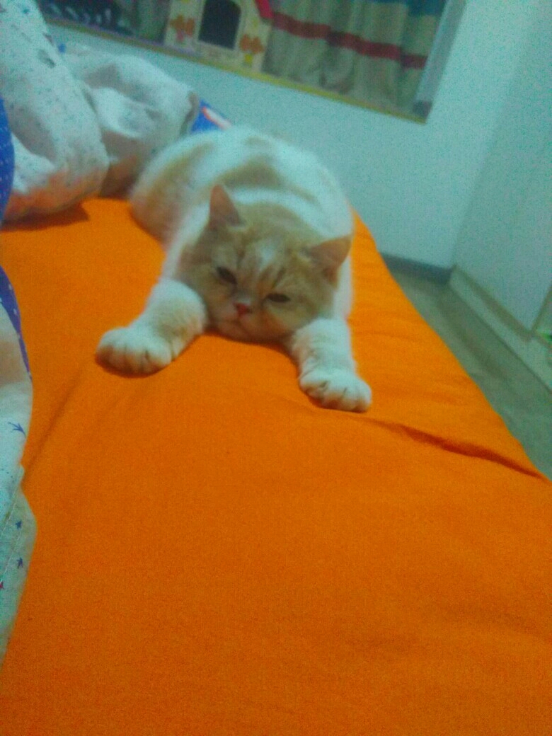 我家猫第一次生孩子,我很担心,需要注意什么,因