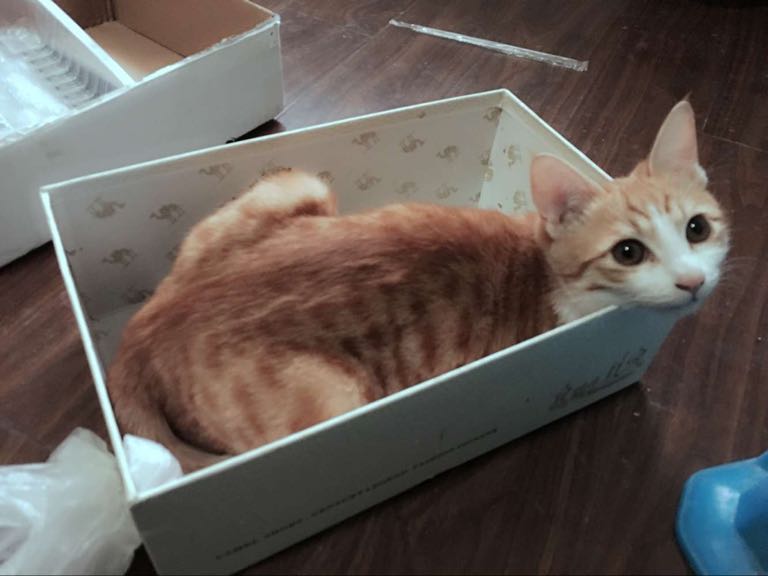 猫猫进去换毛期,家里到处都是猫毛怎么办|-波奇