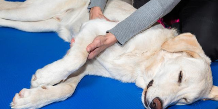 爱犬血型不匹配就不能输血 并非如此 狗狗 我是万能血 波奇网移动端