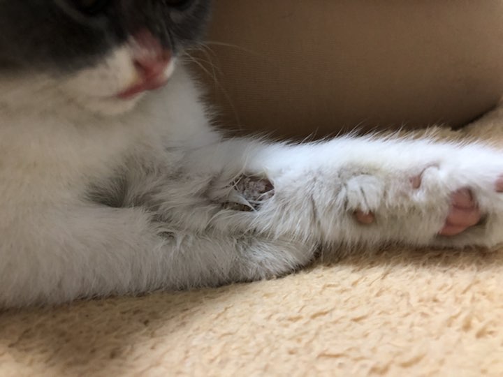这样的是猫藓么?白色的是涂了药膏,两条前腿都