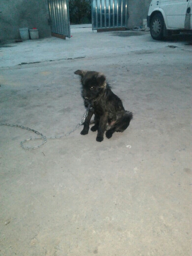 狗狗口吐白沫,走路无力,双目无神,叫他没反应|-