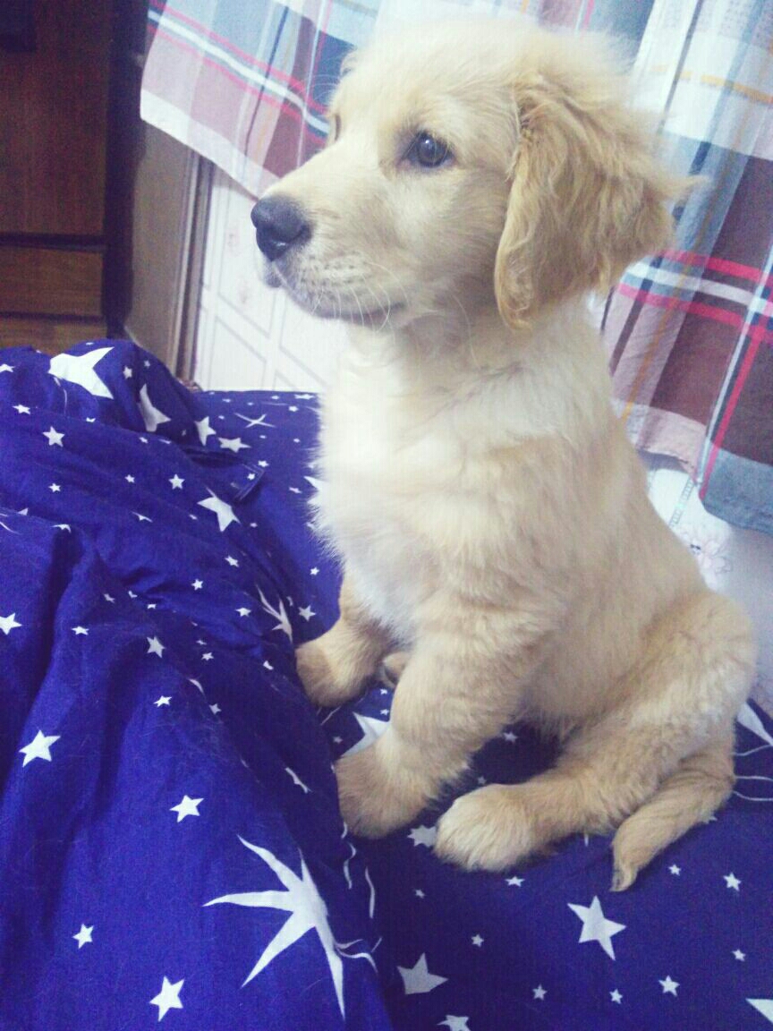 狗狗都需要打什么针,他们说的什么三联六联八