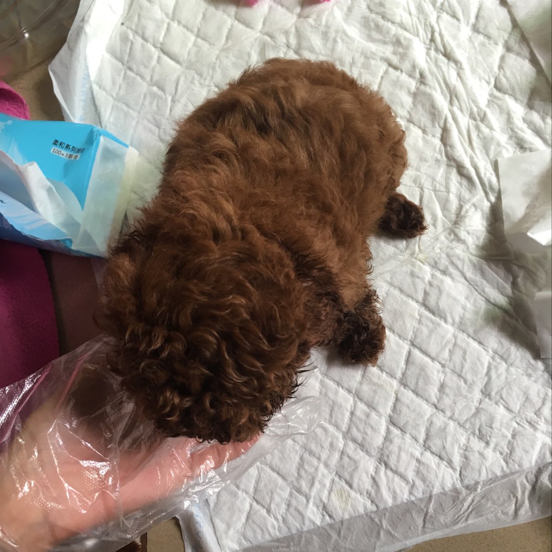 谁能告诉我狗狗有很多眼屎白色怎么办|-波奇网