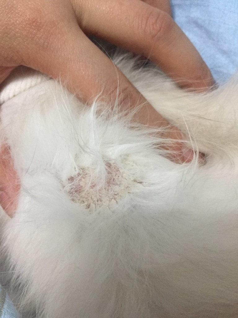 求助 三个月幼猫 一针疫苗 得了猫藓 可以用澳洲