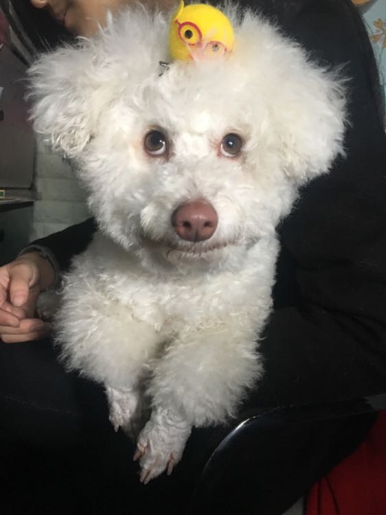 我家比熊鼻子眼睛嘴巴脚底指甲全不是黑色的。