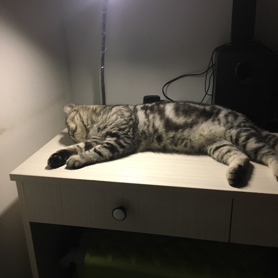 4岁的猫咪两个月之前猫藓治疗后痊愈,昨天晚上