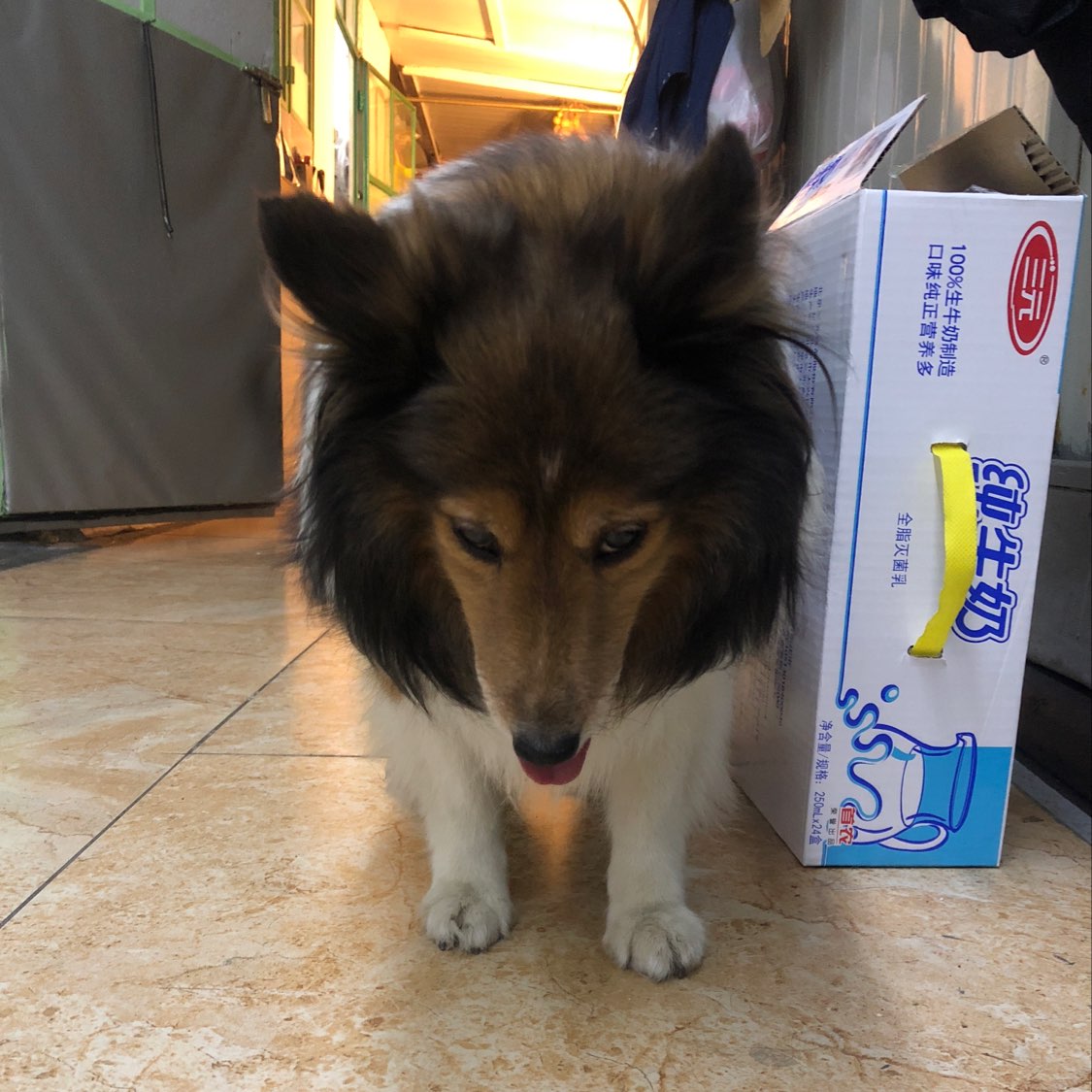 狗狗突然脖子两侧僵硬,手能摸出来,轻轻按一下