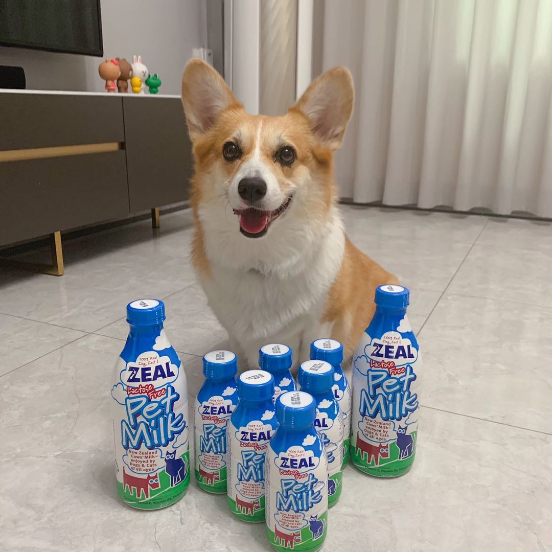 真致zeal 天然鲜牛乳犬猫专用牛奶 1l 宠物牛奶 新西兰进口