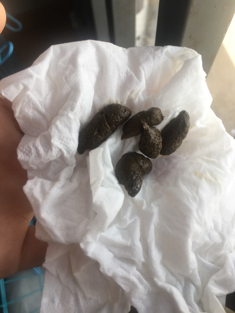 三个月博美拉便便深绿色,正常吗。|-波奇网百科