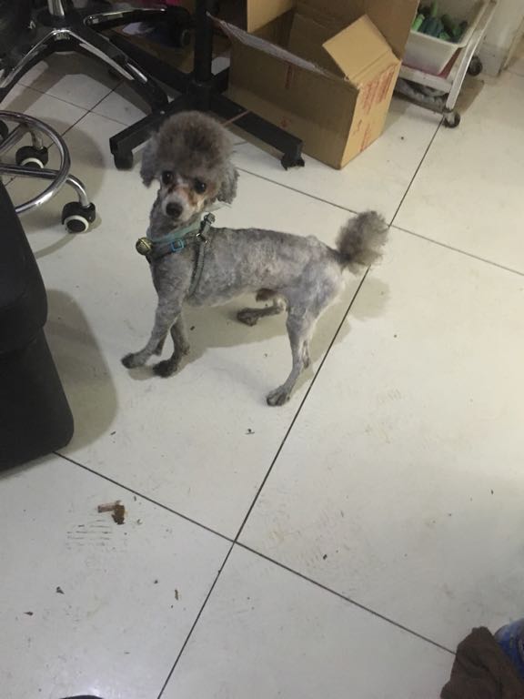 狗狗一岁多_从小就胆小_进食正常生理正常_就