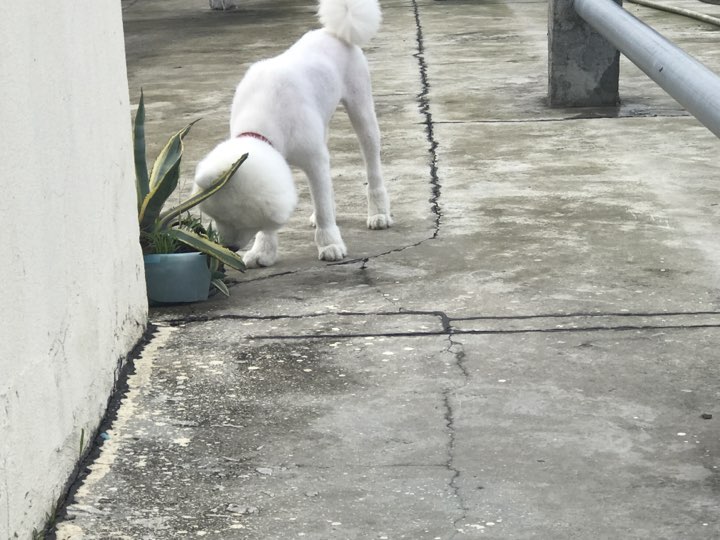 我家狗最近咋老喜欢啃草吃?我也没饿着它啊,天