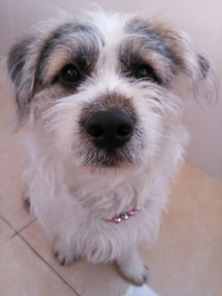 小串串,大概30斤左右,一岁两个月,经常出现呕吐