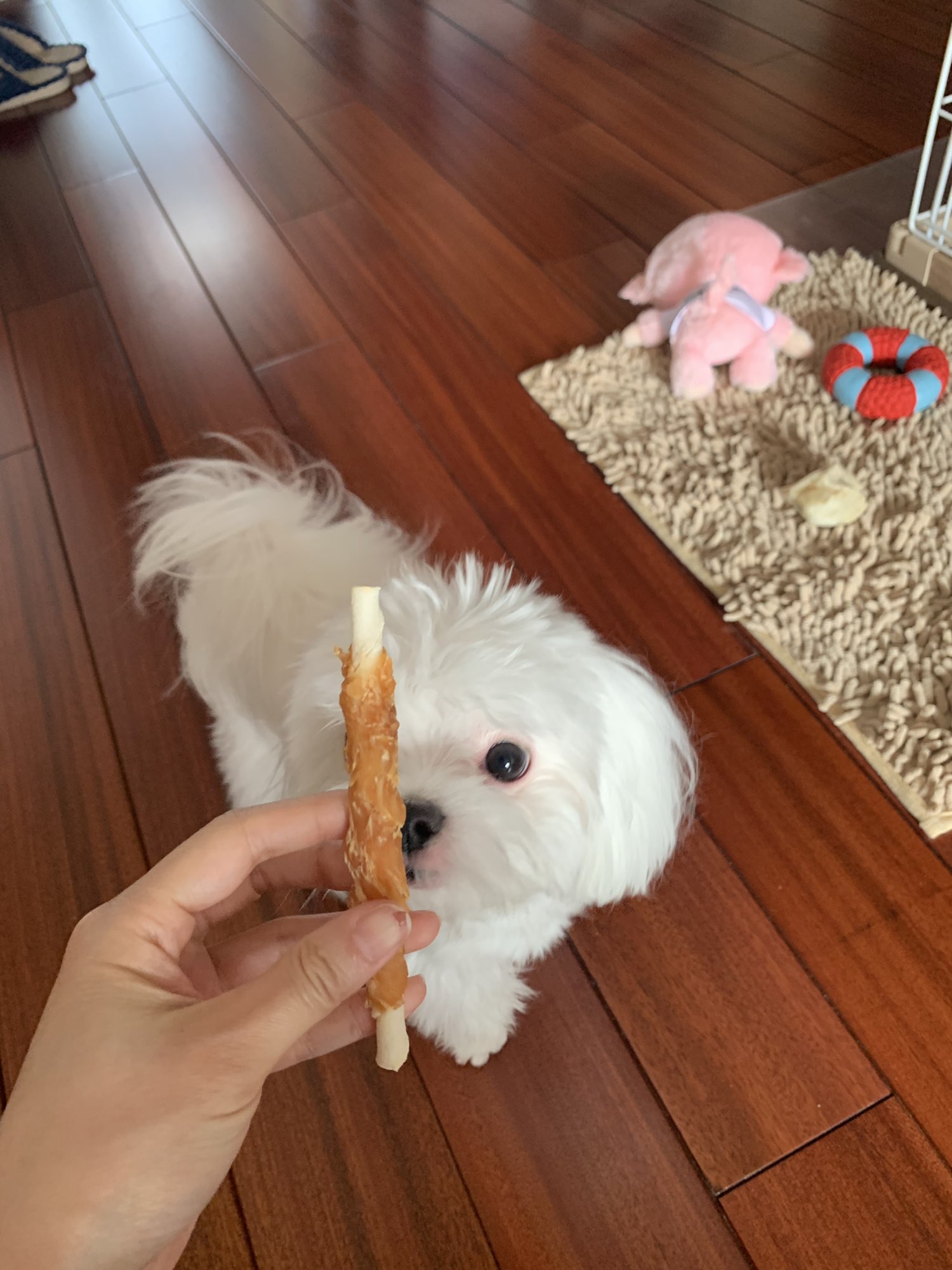 卫塔卡夫牛皮鸡肉卷磨牙棒 测评 波奇网移动端