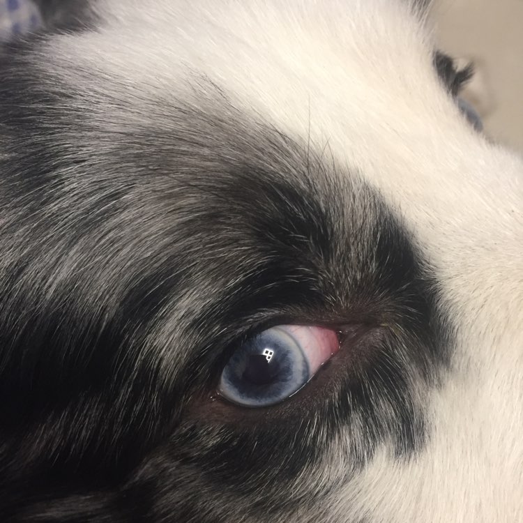 狗狗眼睛一直红 然后眼屎也多 是什么原因啊?