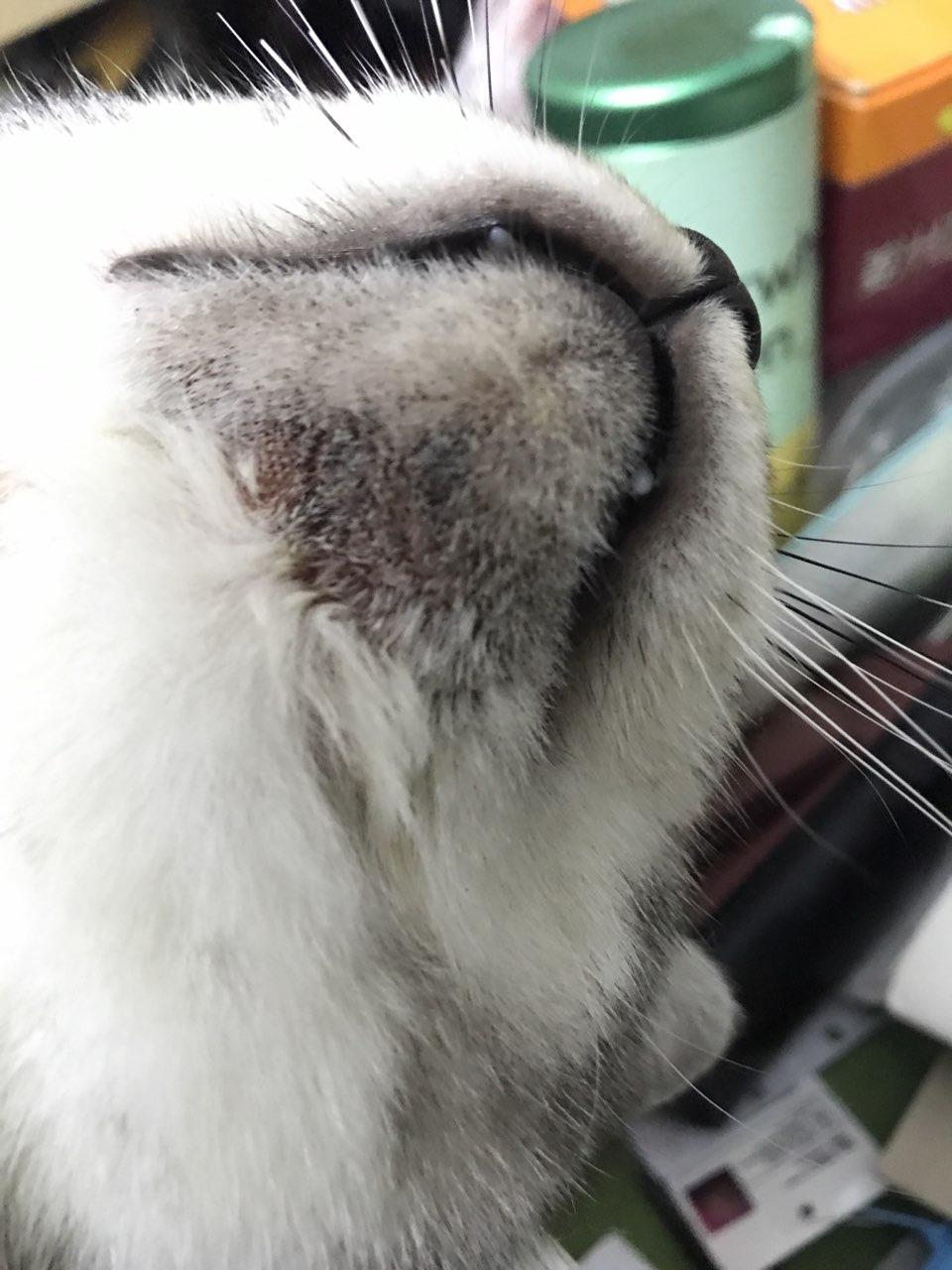 请问各位猫大神,猫黑下巴该如何断绝不复发? 