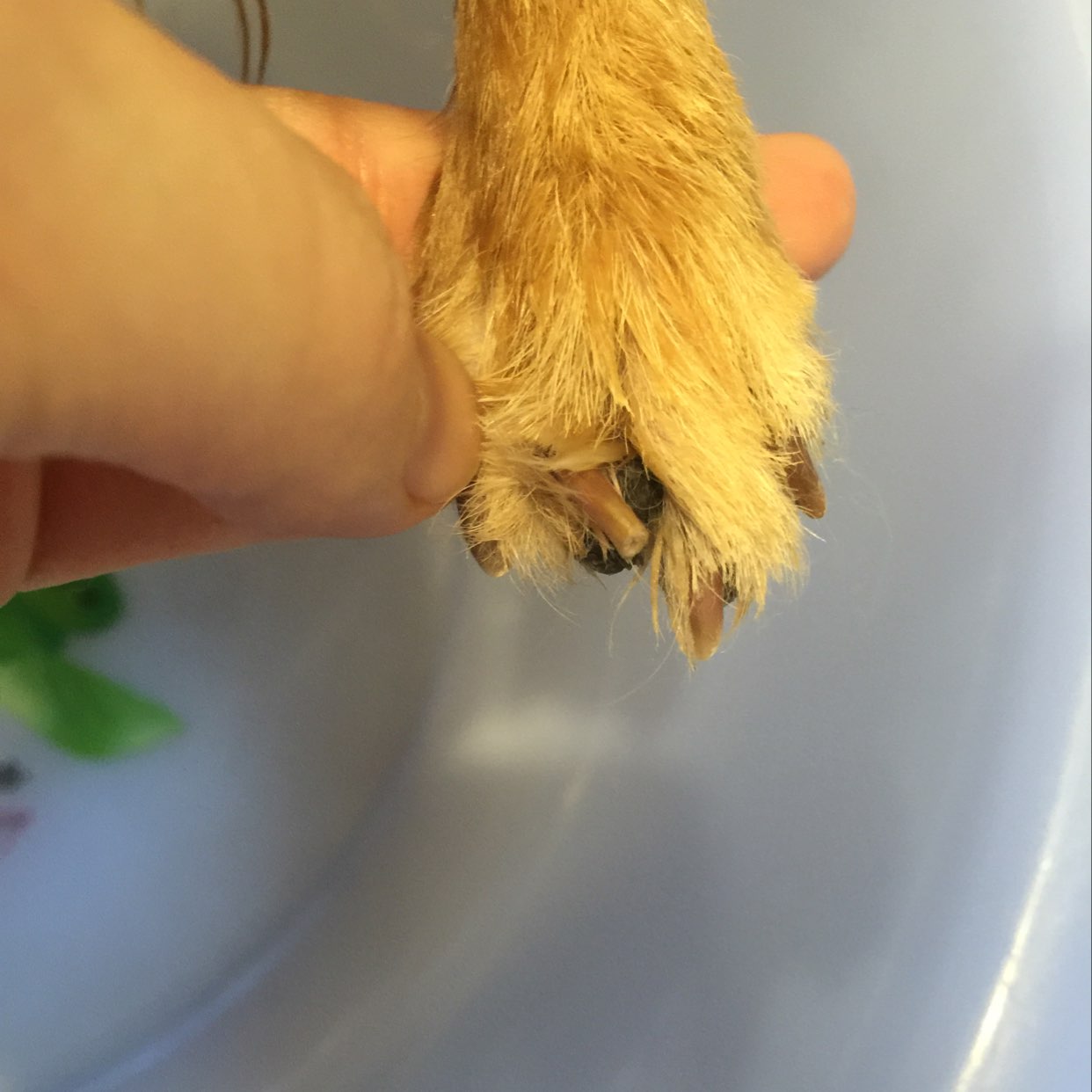 我家狗狗突然发现左后脚有个指甲歪了,怎么办