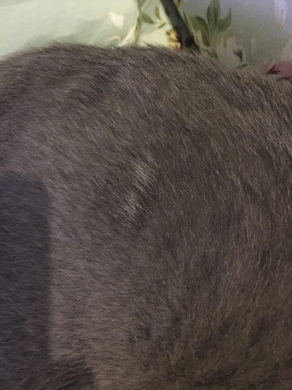 我第一次养猫,求助大神!小猫之前有猫藓,之后身