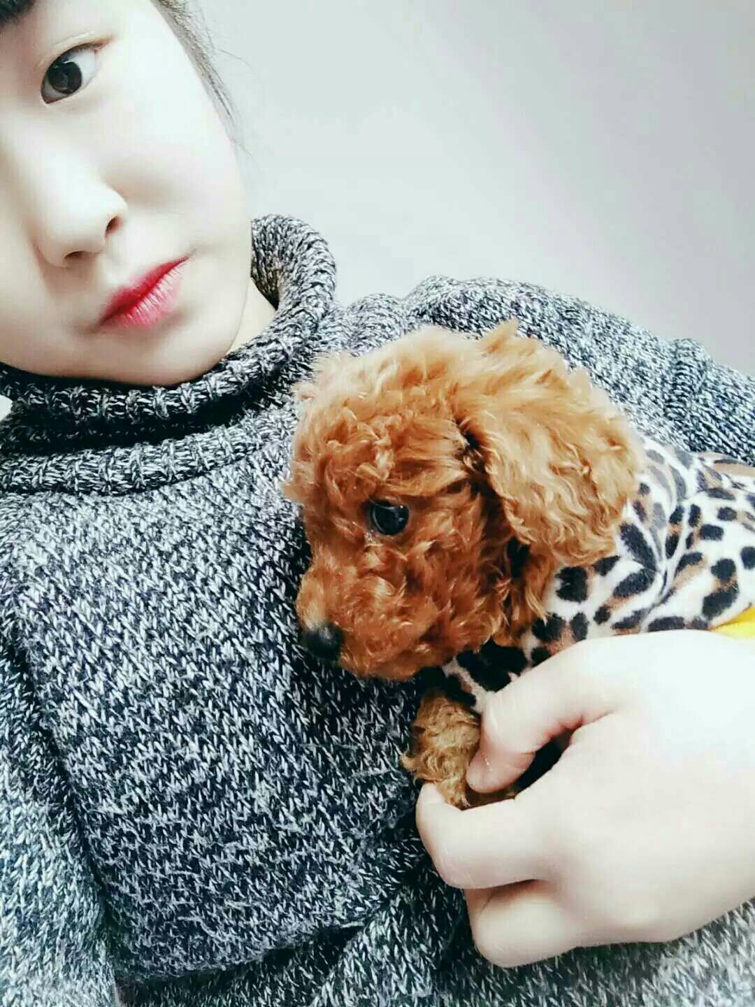 狗狗吃了驱虫药多久可以吃感冒药?|-波奇网百