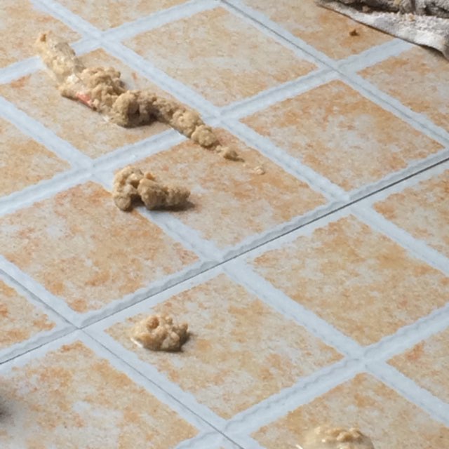 不知道怎么回事,我家的猫突然呕吐了,求助大家