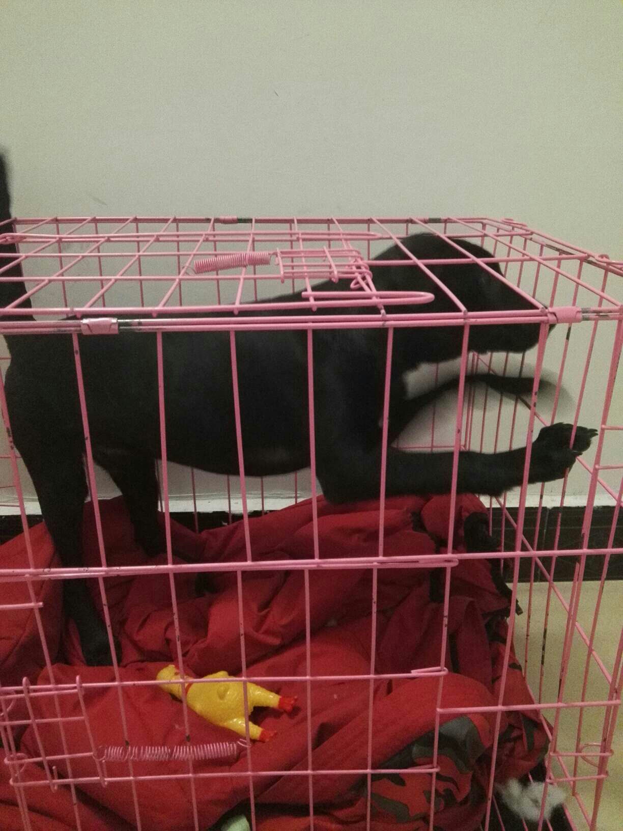 不知道是什么品种的串串,总是吃不胖怎么办?|-