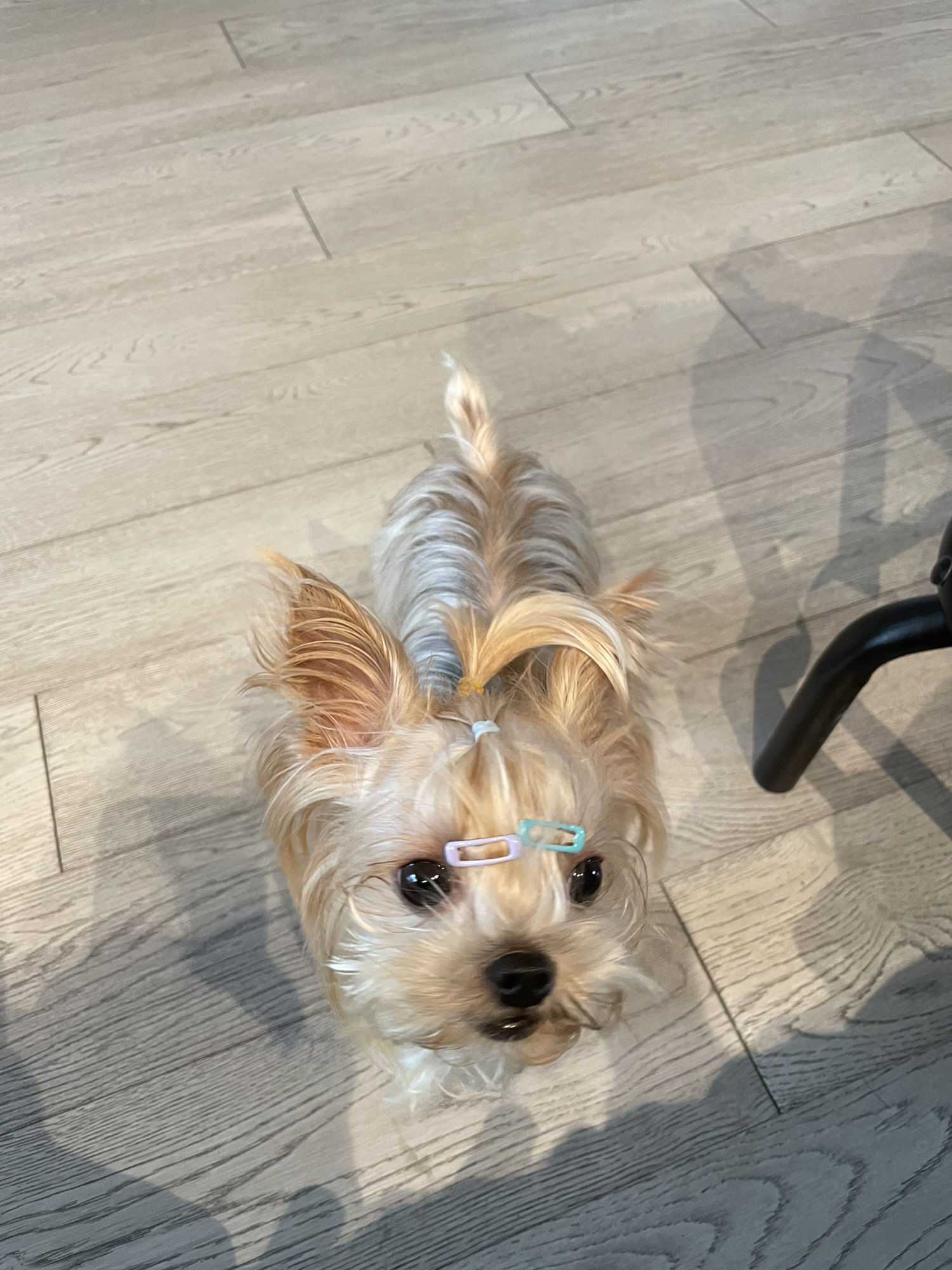 猫姐闲谈 几个方法保养狗狗牙齿 波奇网移动端