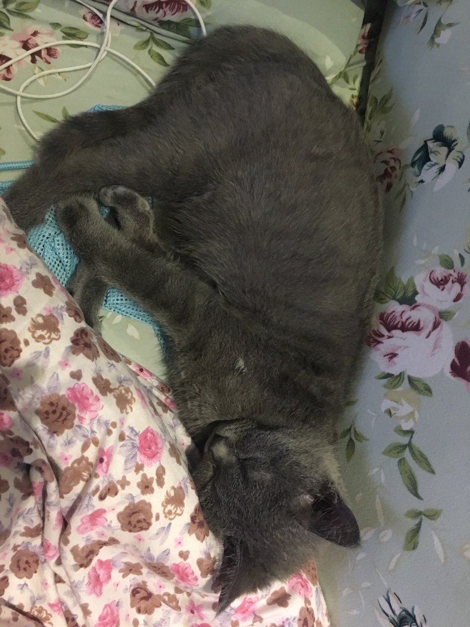 我第一次养猫,求助大神!小猫之前有猫藓,之后身