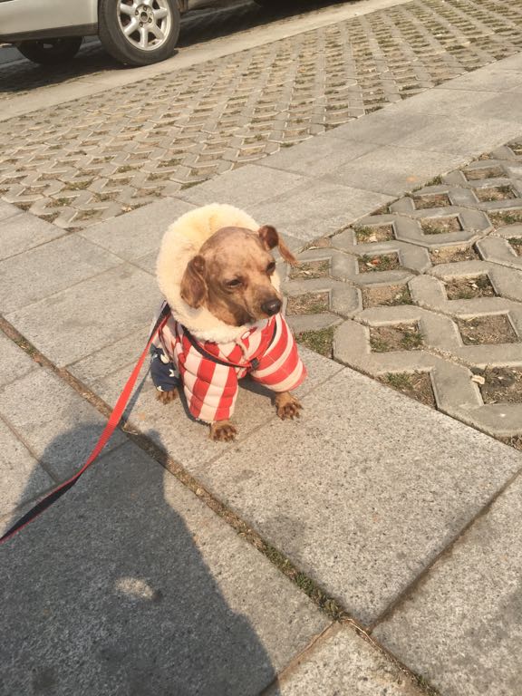 狗狗多久打一次疫苗|-波奇网百科大全