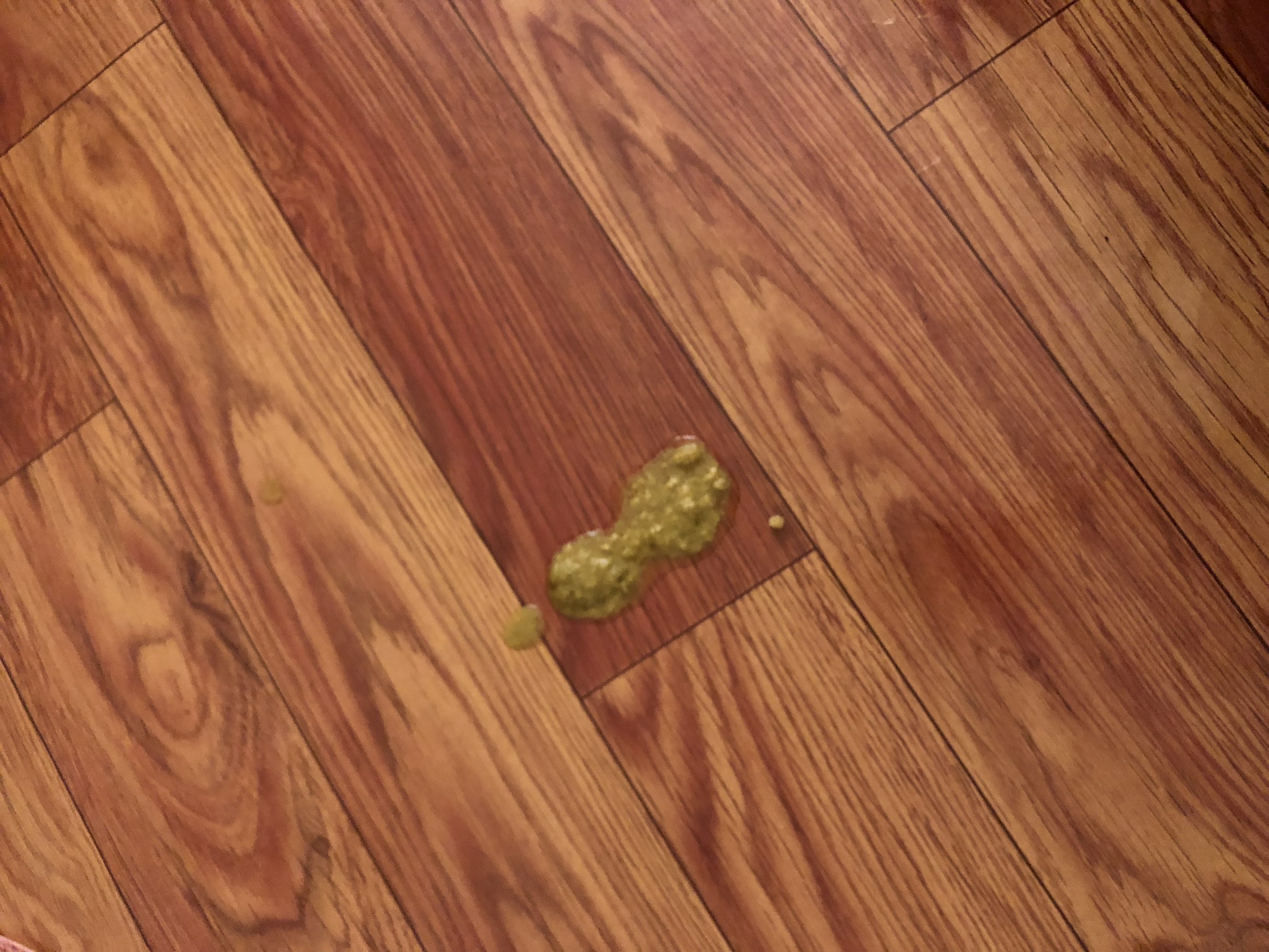 一岁四个月猫,早上突然呕吐了,呕吐的声音也挺