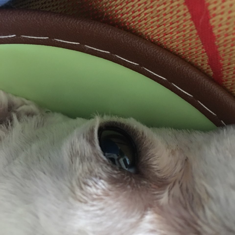 我家狗狗是比熊,最近发现一直用爪子抓脸挠痒