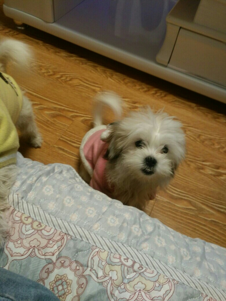 狗狗呕吐。但是不拉肚子。精神一般。而且它还