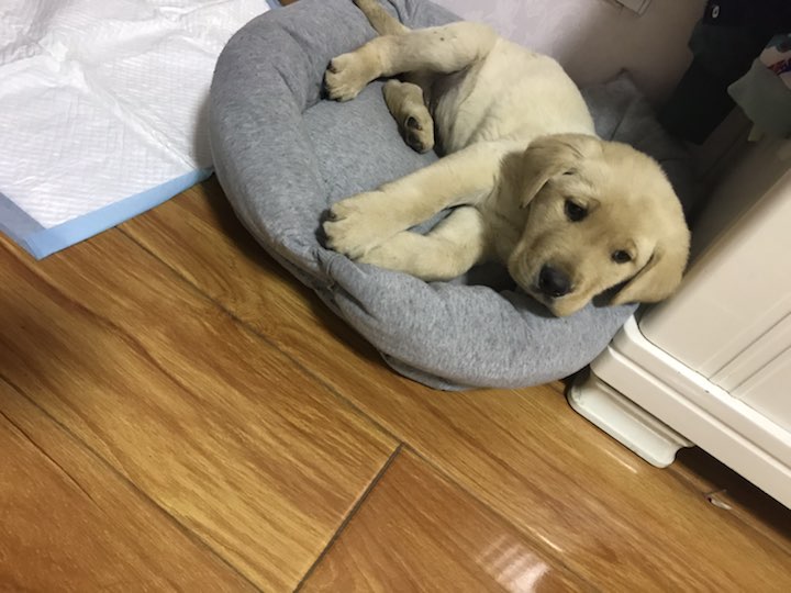 大神帮忙鉴定:这只拉拉品相如何。|-波奇网百科