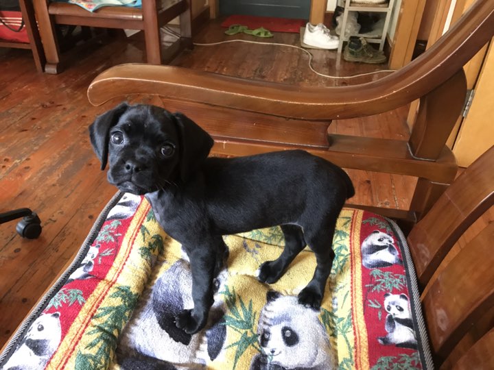 狗狗带回家四天了 还在打疫苗期间 带回家当天