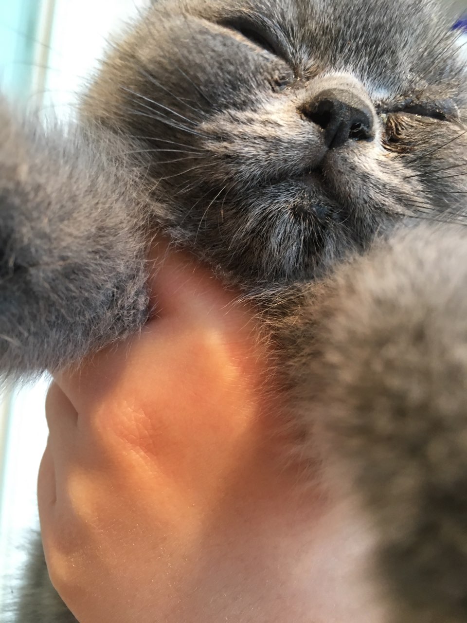 求助!这猫藓怎么办,越来越多 眼睛也不知道是不