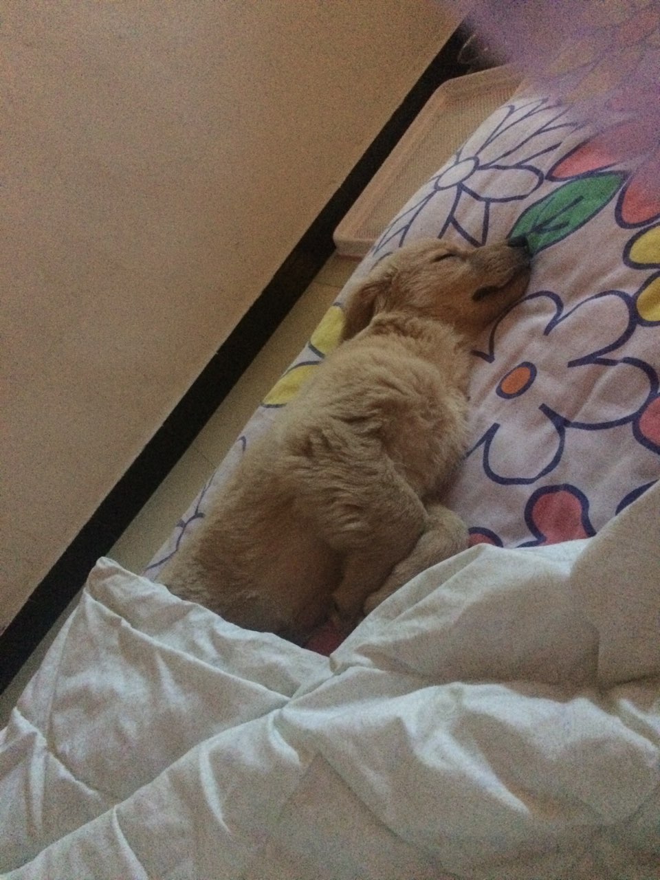 金毛三个月大,体重回来有30斤,最近不知道怎么