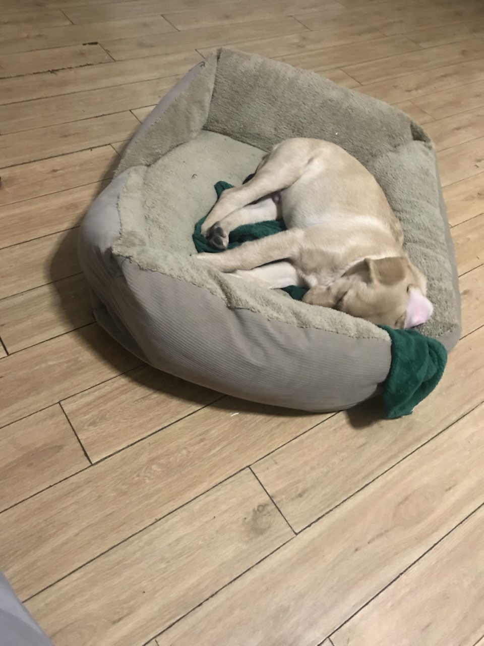 狗狗晚上睡觉经常抽搐。有时候嘴巴也发出叫声