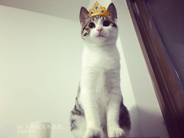 最近一个月 两只都不爱喝水了 急死了 有什么办