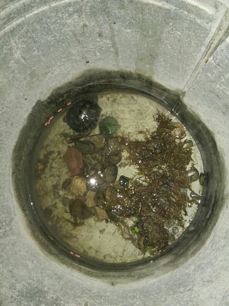 我上星期买了几只小乌龟 只有瓶盖那么大 现在