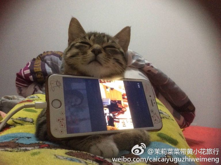 最近一个月 两只都不爱喝水了 急死了 有什么办