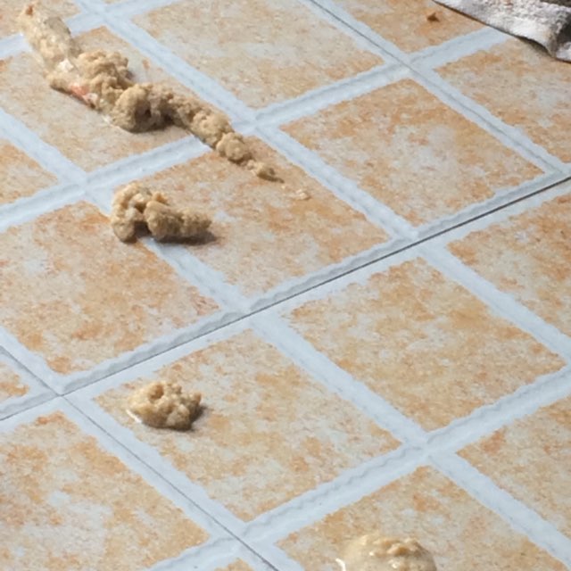 不知道怎么回事,我家的猫突然呕吐了,求助大家