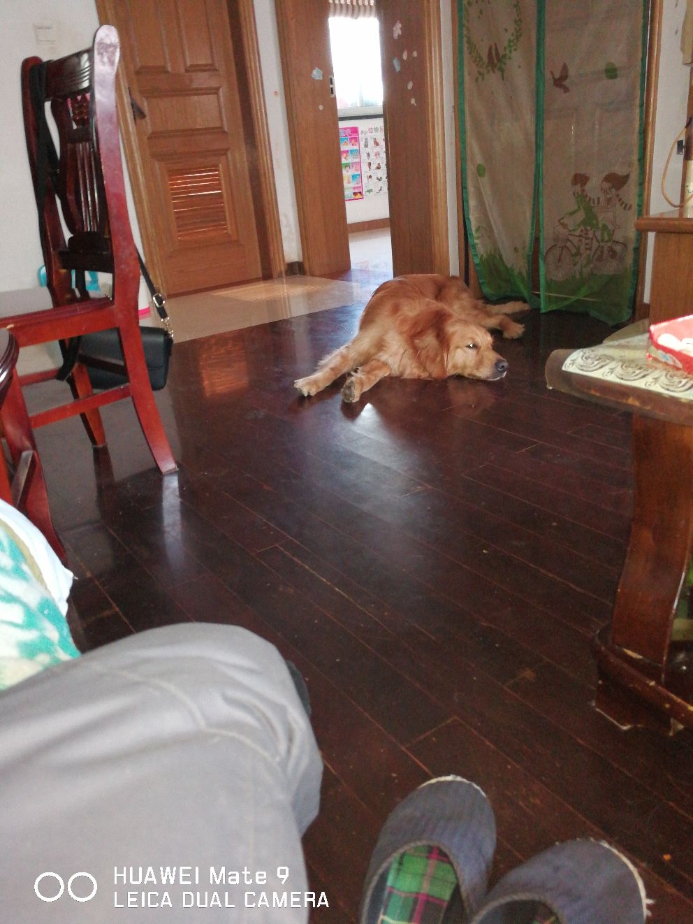 不肯吃东西昨天吃什么吐出来什么!昨天吐出来