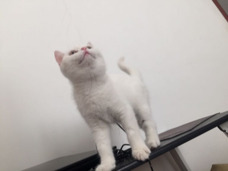 求助,猫脖子突然肿起来 感觉里面微微有点硬 在