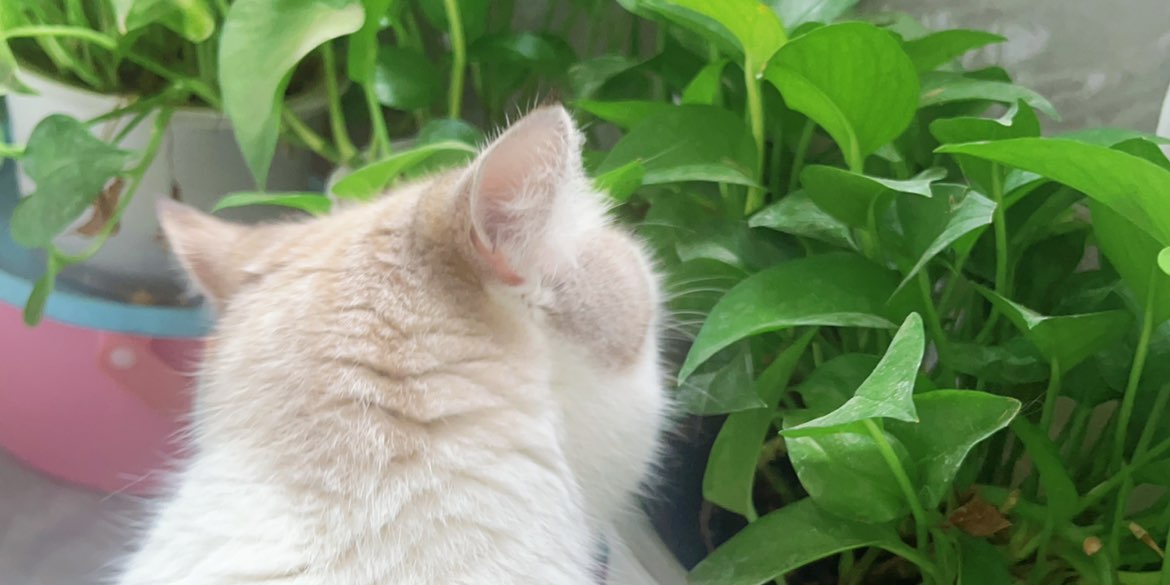 猫鶴✵雪の工房 プロフ必読♥️ 時々、黒猫さんになります。 - 茶々の母ちゃんさんの猫日記
