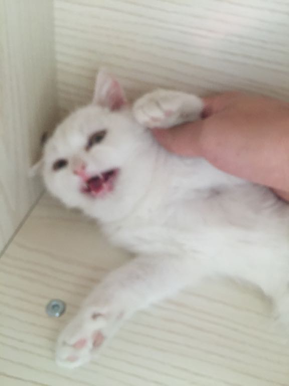求助,猫脖子突然肿起来 感觉里面微微有点硬 在
