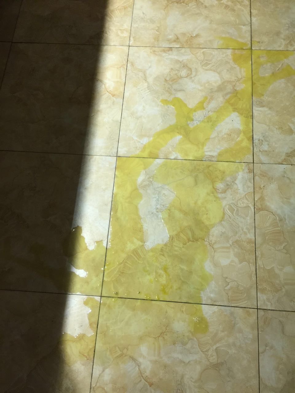 我们家法斗拉肚子 呕吐 吃了妈咪爱 图一是昨天