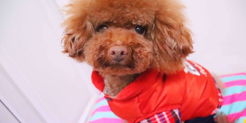猫姐闲谈 老年犬的日常护理小贴士 波奇网移动端
