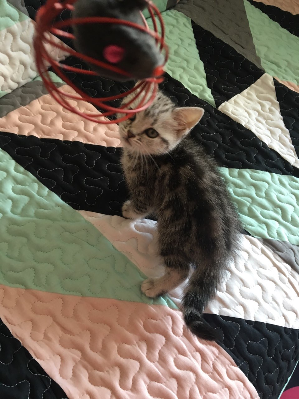 两个月大的小美短 请问现在可以吃打虫药吗?送